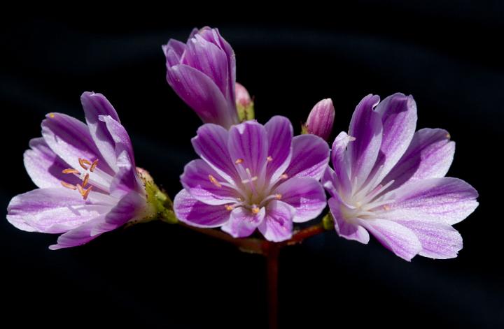 Siskiyou Lewisia, Lewisia cotyledon 2947.jpg